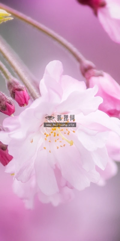 【13726】植物壁纸  2K 高清壁纸2560_1600@青蛙壁纸-笨猫小站
