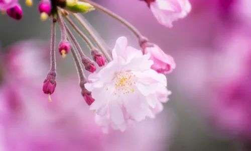 【13726】植物壁纸  2K 高清壁纸2560_1600@青蛙壁纸-笨猫小站