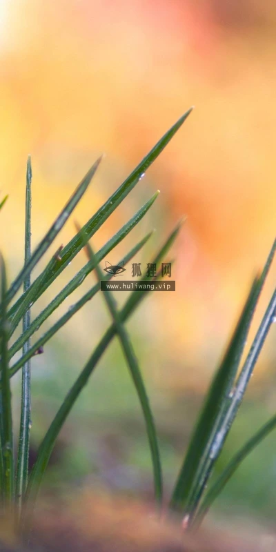 【13727】植物壁纸  2K 高清壁纸2560_1600@青蛙壁纸-笨猫小站