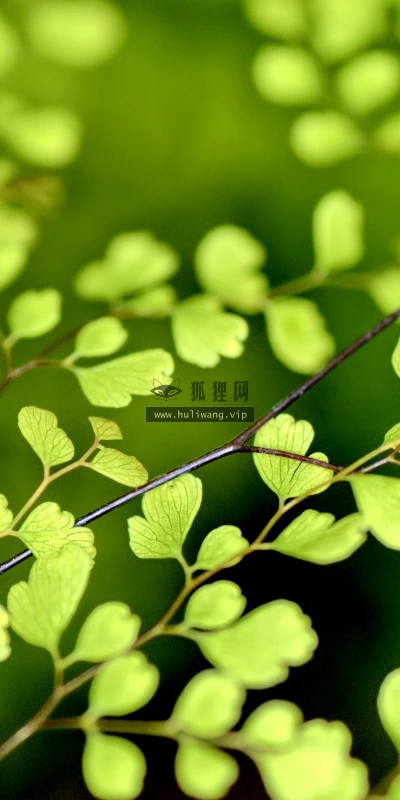 【13728】植物壁纸  2K 高清壁纸2560_1600@青蛙壁纸-笨猫小站