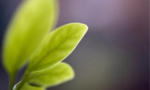 【13731】植物壁纸  2K 高清壁纸2560_1600@青蛙壁纸-笨猫小站