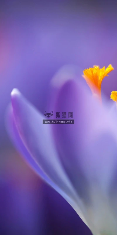 【13732】植物壁纸  2K 高清壁纸2560_1600@青蛙壁纸-笨猫小站