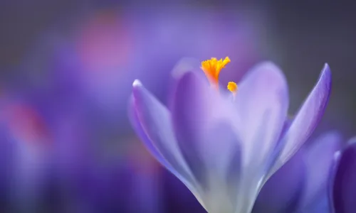 【13732】植物壁纸  2K 高清壁纸2560_1600@青蛙壁纸-笨猫小站