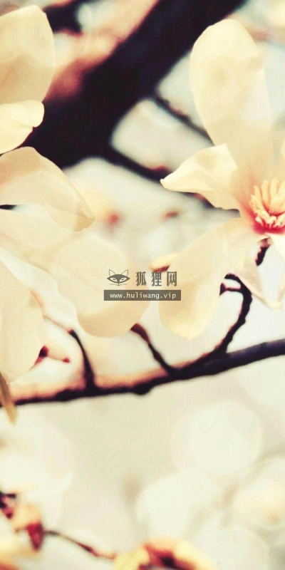 【13733】植物壁纸  2K 高清壁纸2560_1600@青蛙壁纸-笨猫小站