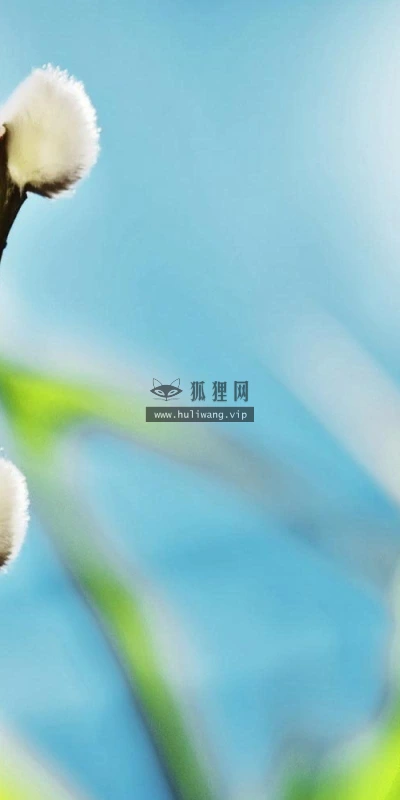 【13734】植物壁纸  2K 高清壁纸2560_1600@青蛙壁纸-笨猫小站