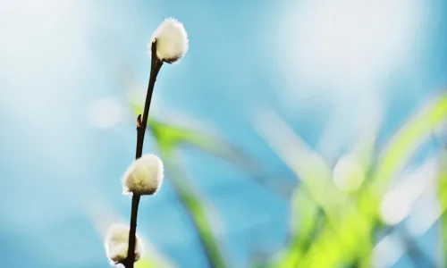 【13734】植物壁纸  2K 高清壁纸2560_1600@青蛙壁纸-笨猫小站