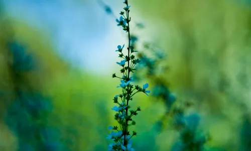 【13735】植物壁纸  2K 高清壁纸2560_1600@青蛙壁纸-笨猫小站