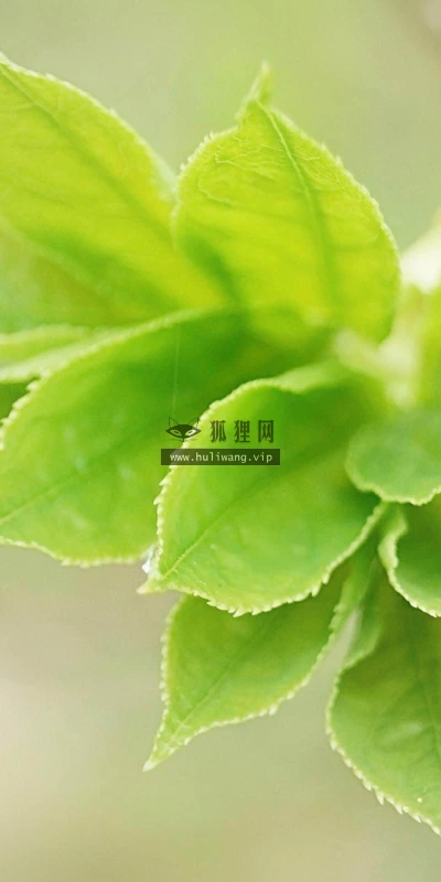 【13736】植物壁纸  2K 高清壁纸2560_1600@青蛙壁纸-笨猫小站
