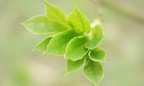 【13736】植物壁纸  2K 高清壁纸2560_1600@青蛙壁纸-笨猫小站