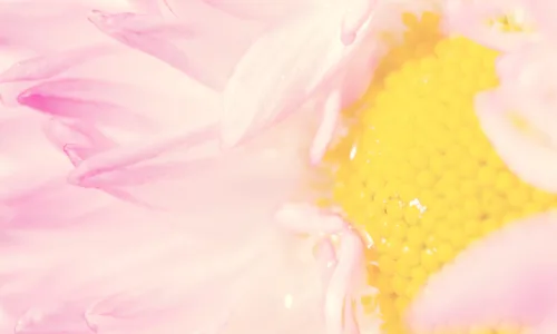 【13737】植物壁纸  2K 高清壁纸2560_1600@青蛙壁纸-笨猫小站