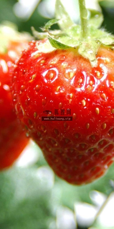 【13738】植物壁纸  2K 高清壁纸2560_1600@青蛙壁纸-笨猫小站