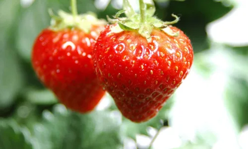 【13738】植物壁纸  2K 高清壁纸2560_1600@青蛙壁纸-笨猫小站