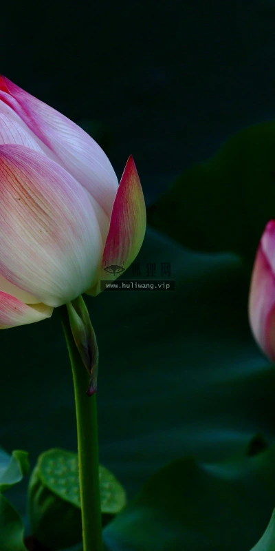 【13739】植物壁纸  2K 高清壁纸2560_1600@青蛙壁纸-笨猫小站