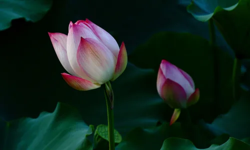 【13739】植物壁纸  2K 高清壁纸2560_1600@青蛙壁纸-笨猫小站