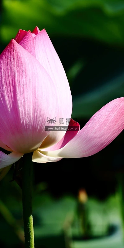 【13740】植物壁纸  2K 高清壁纸2560_1600@青蛙壁纸-笨猫小站