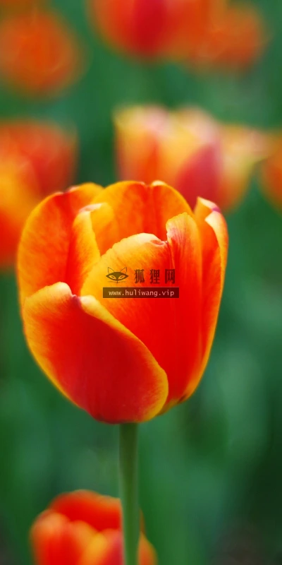 【13741】植物壁纸  2K 高清壁纸2560_1600@青蛙壁纸-笨猫小站