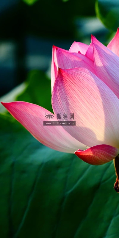 【13742】植物壁纸  2K 高清壁纸2560_1600@青蛙壁纸-笨猫小站