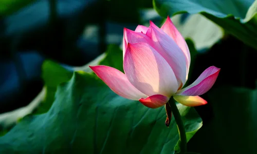 【13742】植物壁纸  2K 高清壁纸2560_1600@青蛙壁纸-笨猫小站