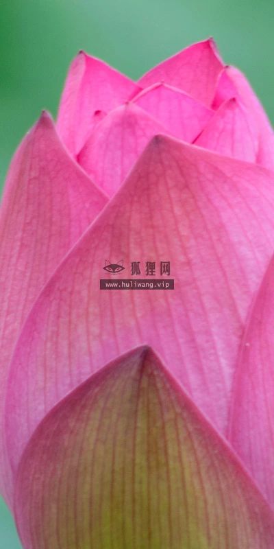【13743】植物壁纸  2K 高清壁纸2560_1600@青蛙壁纸-笨猫小站