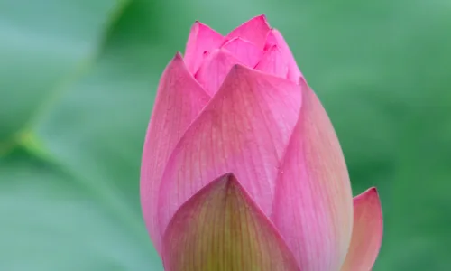 【13743】植物壁纸  2K 高清壁纸2560_1600@青蛙壁纸-笨猫小站