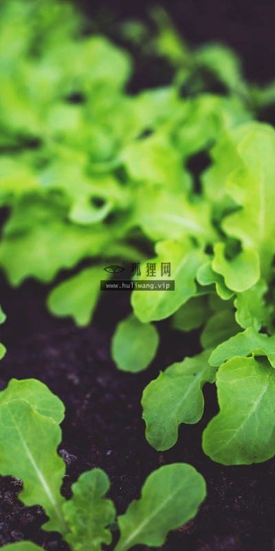 【13747】植物壁纸  2K 高清壁纸2560_1600@青蛙壁纸-笨猫小站