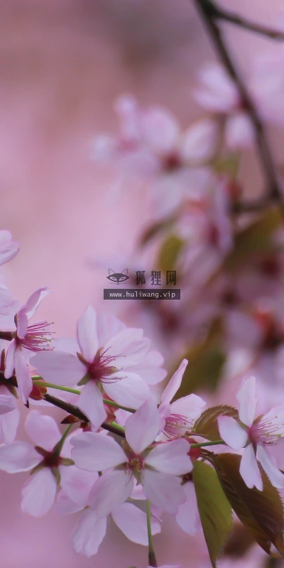 【13748】植物壁纸  2K 高清壁纸2560_1600@青蛙壁纸-笨猫小站