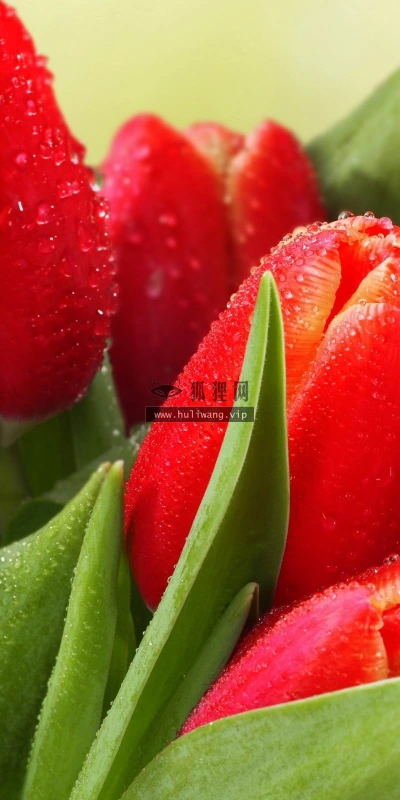 【13749】植物壁纸  2K 高清壁纸2560_1600@青蛙壁纸-笨猫小站