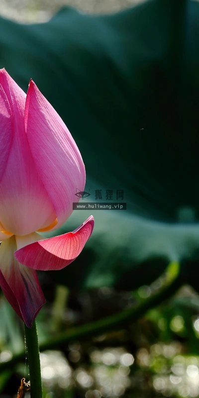 【13751】植物壁纸  2K 高清壁纸2560_1600@青蛙壁纸-笨猫小站