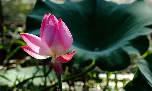 【13751】植物壁纸  2K 高清壁纸2560_1600@青蛙壁纸-笨猫小站