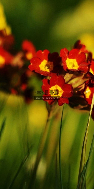【13752】植物壁纸  2K 高清壁纸2560_1600@青蛙壁纸-笨猫小站