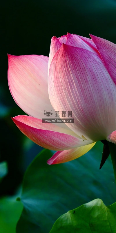【13754】植物壁纸  2K 高清壁纸2560_1600@青蛙壁纸-笨猫小站