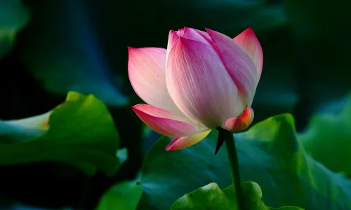 【13754】植物壁纸  2K 高清壁纸2560_1600@青蛙壁纸-笨猫小站