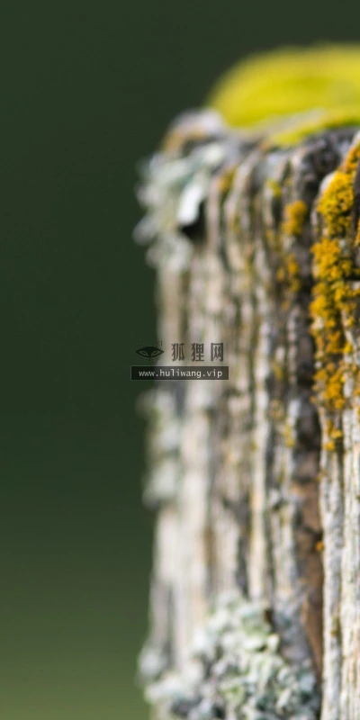 【13755】植物壁纸  2K 高清壁纸2560_1600@青蛙壁纸-笨猫小站