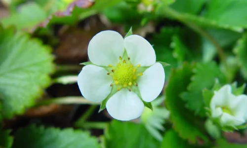 【13756】植物壁纸  2K 高清壁纸2560_1600@青蛙壁纸-笨猫小站