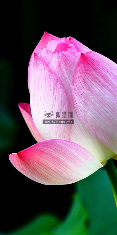 【13758】植物壁纸  2K 高清壁纸2560_1600@青蛙壁纸-笨猫小站