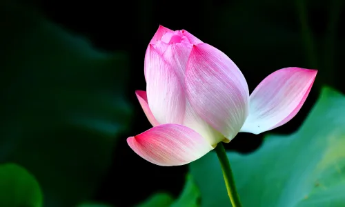 【13758】植物壁纸  2K 高清壁纸2560_1600@青蛙壁纸-笨猫小站