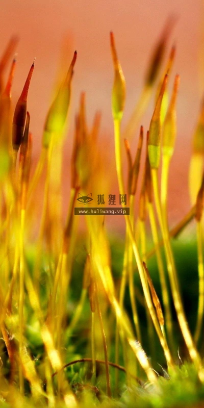 【13760】植物壁纸  2K 高清壁纸2560_1600@青蛙壁纸-笨猫小站