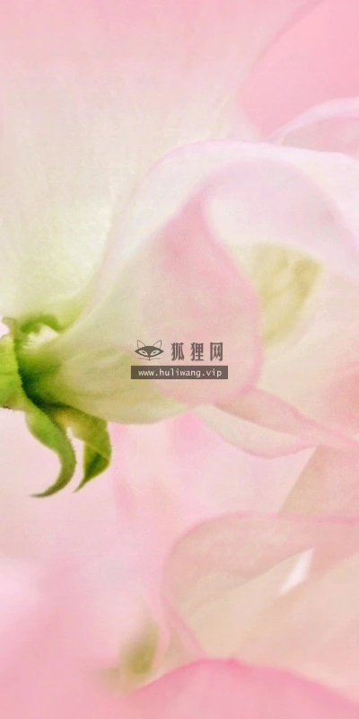 【13761】植物壁纸  2K 高清壁纸2560_1600@青蛙壁纸-笨猫小站