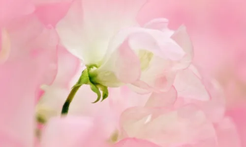 【13761】植物壁纸  2K 高清壁纸2560_1600@青蛙壁纸-笨猫小站
