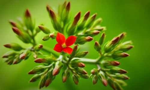 【13762】植物壁纸  2K 高清壁纸2560_1600@青蛙壁纸-笨猫小站