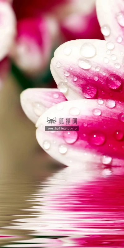 【13763】植物壁纸  2K 高清壁纸2560_1600@青蛙壁纸-笨猫小站