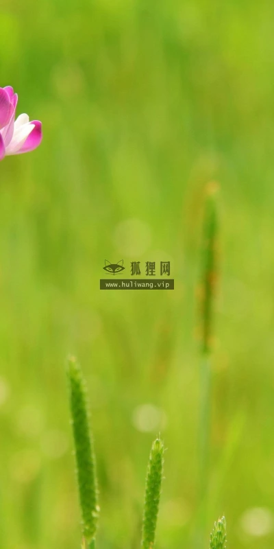 【13764】植物壁纸  2K 高清壁纸2560_1600@青蛙壁纸-笨猫小站