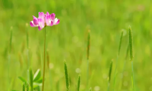 【13764】植物壁纸  2K 高清壁纸2560_1600@青蛙壁纸-笨猫小站