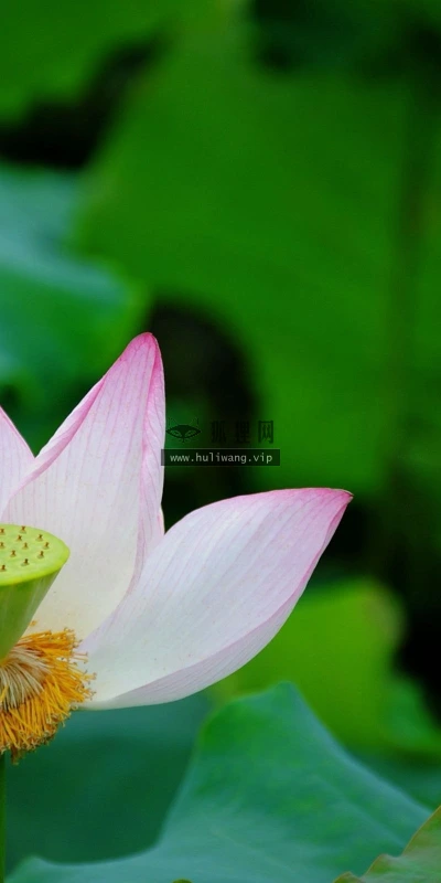 【13769】植物壁纸  2K 高清壁纸2560_1600@青蛙壁纸-笨猫小站