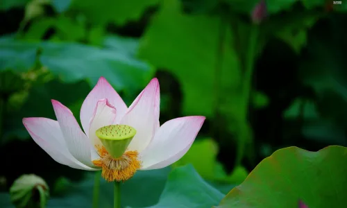 【13769】植物壁纸  2K 高清壁纸2560_1600@青蛙壁纸-笨猫小站