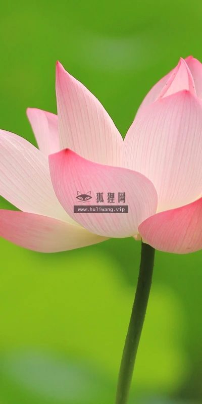 【13771】植物壁纸  2K 高清壁纸2560_1600@青蛙壁纸-笨猫小站