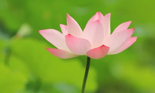 【13771】植物壁纸  2K 高清壁纸2560_1600@青蛙壁纸-笨猫小站