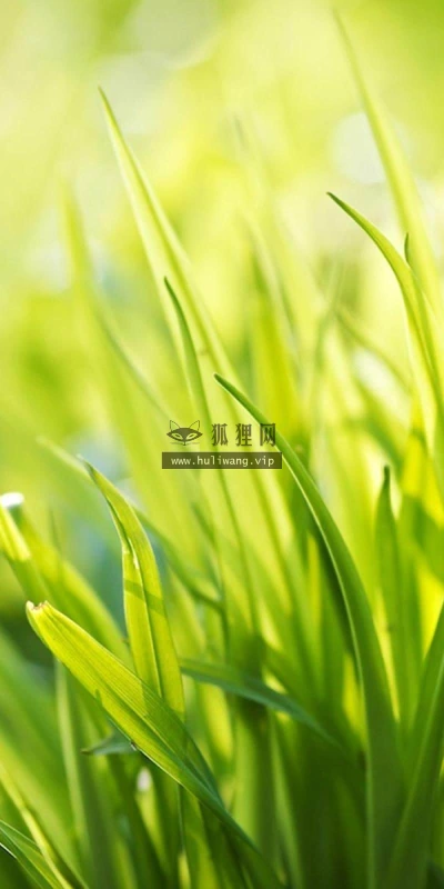 【13772】植物壁纸  2K 高清壁纸2560_1600@青蛙壁纸-笨猫小站