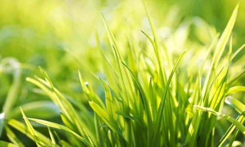 【13772】植物壁纸  2K 高清壁纸2560_1600@青蛙壁纸-笨猫小站