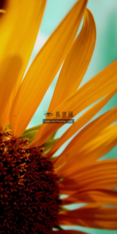 【13774】植物壁纸  2K 高清壁纸2560_1600@青蛙壁纸-笨猫小站